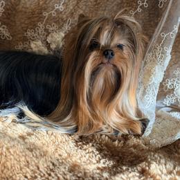✨👑 Monster 👻 - Yorkshire Terrier