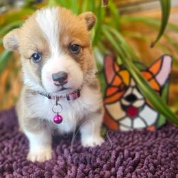 Etta Stone - Red female Pembroke Welsh Corgi puppy in Fortine, Montana from North Star Pembroke Welsh Corgi's