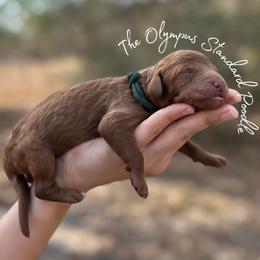 Coming Soon - Red  male Poodle puppy in Spring Hills, Florida from The Olympus Standard Poodle