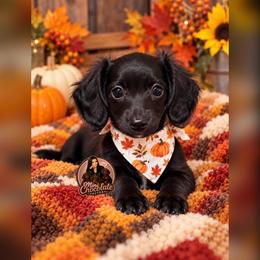 PINK - Black female Dachshund puppy in Liberty, Texas from Mini Chocolate Factory