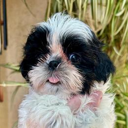 Bentley - Black and white male Shih Tzu puppy in Victorville, California from Precioustzus
