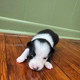 Leia - Black and white female Border Collie puppy in Winnsboro, Texas from Pecan Grove Pups