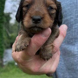 Dachshund Puppies from Wyches Bayou Dachshunds