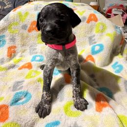 Pink - Black roan female German Shorthaired Pointer puppy in Jackson, Georgia from Rosengrace Gsps (formerly Tiner GSP’s)