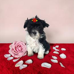 Kiara - Black & tan tri-color female Morkie puppy in Davie, Florida from Sweet Peluditos