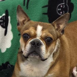 Shasta - Boston Terrier