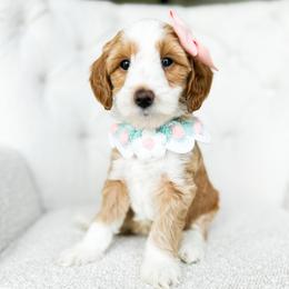 Sunny - Red  female Goldendoodle puppy in Sterling, Illinois from Charley's Goldendoodles