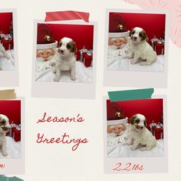 Willow - Parti female Goldendoodle puppy in Wayland, New York from Loris Pampered Pooches💕