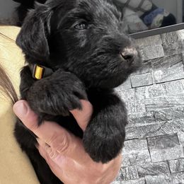 Puppy 3 - Black male Whoodle puppy in Corinth, Maine from Whoodles of Maine