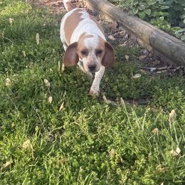 Ginger - Beagle