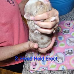 Toy Australian Shepherd Puppies from Reflections of Star Crest Kennel