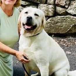 Neo - Labrador Retriever