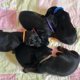 Girl 3 - Black female German Shepherd puppy in Spencer, Wisconsin from T Double B LLC