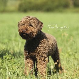 Francessca - Lagotto Romagnolo
