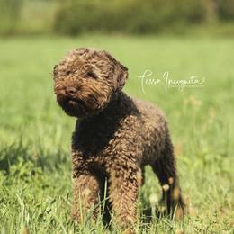 Francessca - Lagotto Romagnolo