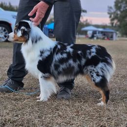 Sneaky - Miniature American Shepherd