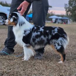 Sneaky - Miniature American Shepherd