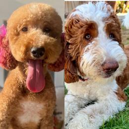 Boy 6 - male Golden Mountain Doodle puppy in Jurupa Valley, California from gucci_bentleys_goldendoodles