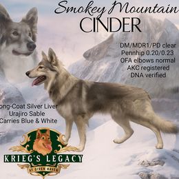 German Shepherds from Anzhela Krieg