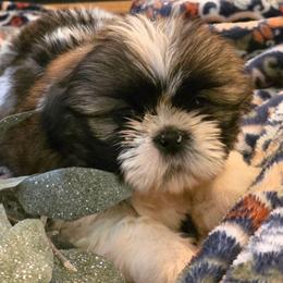 Huckleberry(Huck) - Red and white male Shih Tzu puppy in North Carolina from WillowCreek Mountain View Shih Tzu
