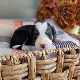 Hunter - Tri-color male Bernedoodle puppy in Russell Springs, Kentucky from 270 Doodles
