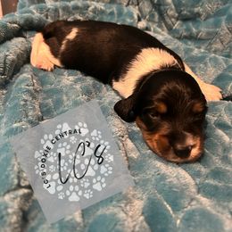 Boy 3 - male Dachshund puppy in Pollok, Texas from LC's Doxie Central