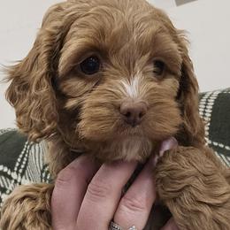 Pink Female - Red female Cockapoo puppy in Mocksville, North Carolina from Hunting Creek Farm & Kennel