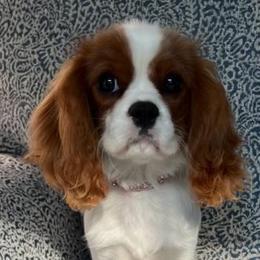Grace - Cavalier King Charles Spaniel