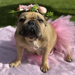 Lola - French Bulldog