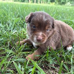 Josie - Red tri female Miniature Australian Shepherd puppy in Smithville, Arkansas from Cooper Creek Aussies
