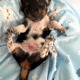 Tux - Piebald male Dachshund puppy in Brooksville, Florida from Ween Acres