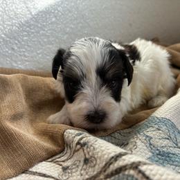 Faith - Liver female Miniature Schnauzer puppy in Hemet, California from Journee Home Mini Schnauzers
