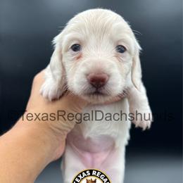 Remy - Cream female Dachshund puppy in Houston, Texas from Texas Regal Dachshunds LLC