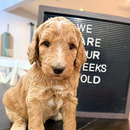 Atlas - Apricot male Goldendoodle puppy in Macclenny, Florida from Baker County Goldendoodles