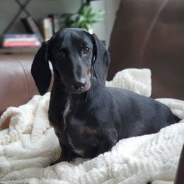 Marley - Dachshund