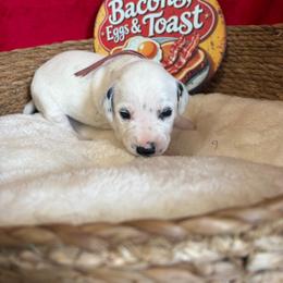 Ham- Pink - White and black female Dalmatian puppy in Claremore, Oklahoma from Lotsofdots Dalmatians