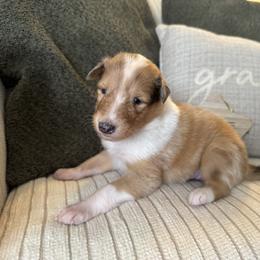 Poet - Sable merle female Collie puppy in Charleston, West Virginia from Tucker Creek Collies