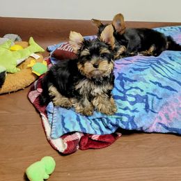 Great Dane and Yorkshire Terrier Puppies from Chuck City Danes & Yorkies