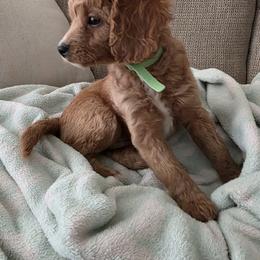 Cavapoo Puppies from Jet Cavapoos