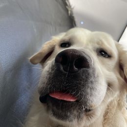 Golden Retriever All Grown Up from Jumbo’s Goldens