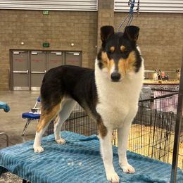 Satine - Collie