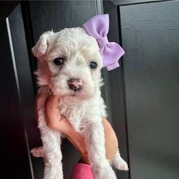 Hope - White female Poodle puppy in Adolphus, Kentucky from Deerly Poodles