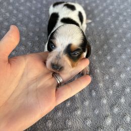 Jingle - Piebald female Dachshund puppy in Hawley, Texas from Little e Dachshunds