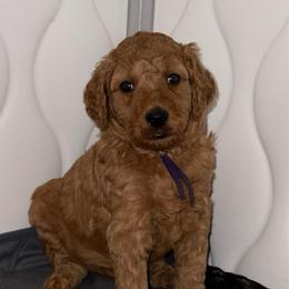 Purple - Apricot female Poodle puppy in Keedysville, Maryland from Sunshine Red Standard Poodles