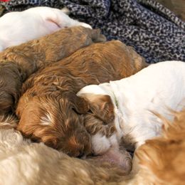 Goldendoodle Puppies from Cottage Falls Goldendoodles