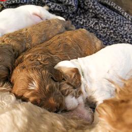 Goldendoodle Puppies from Cottage Falls Goldendoodles
