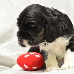 Cocker Spaniel Puppies from Minster Cocker Spaniels