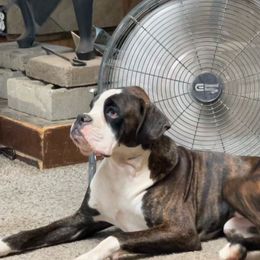 Ruger - Boxer