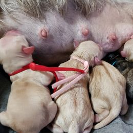 Miniature Schnauzer Puppies from Mountain View Schnauzers