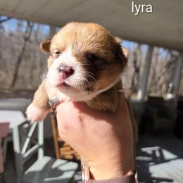 Lyra - Red and white female American Corgi puppy in Centerville, Tennessee from Katerina's American Corgis